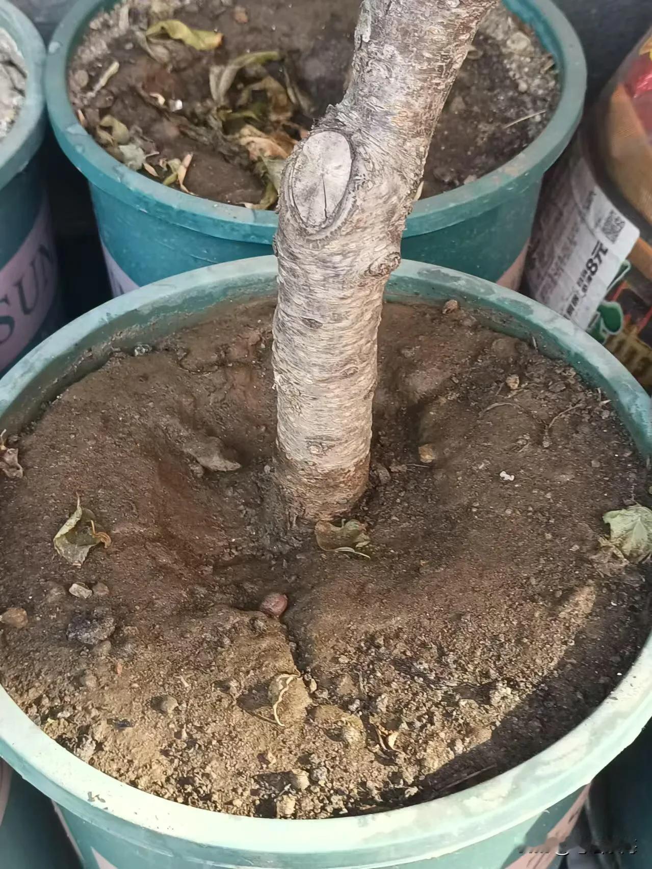 一张图记录元旦假期