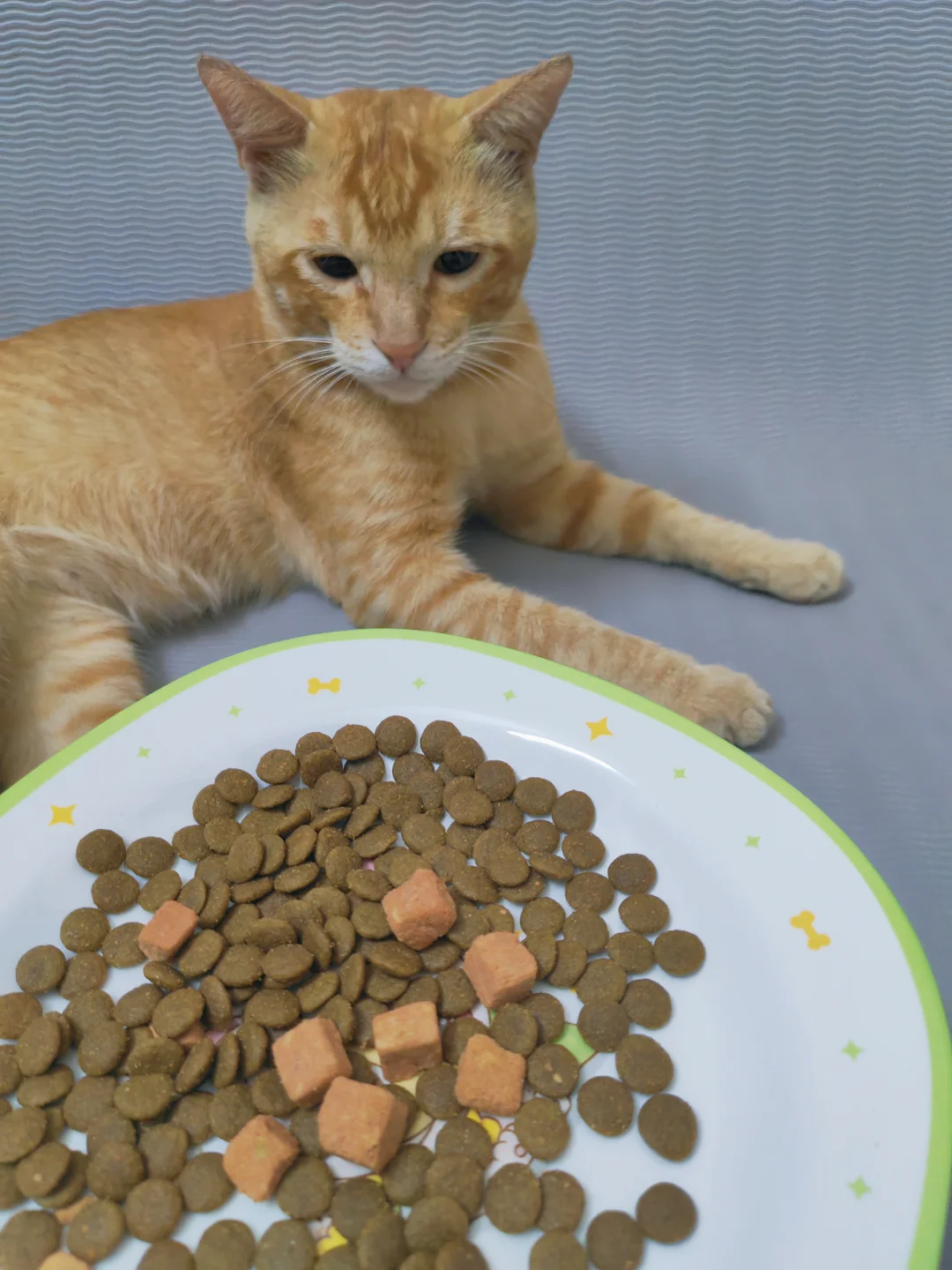 猫咪的每日干饭存档🥣