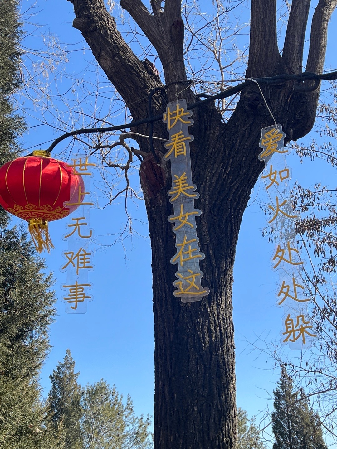 大西安，我回来了[哈哈][哈哈]  
