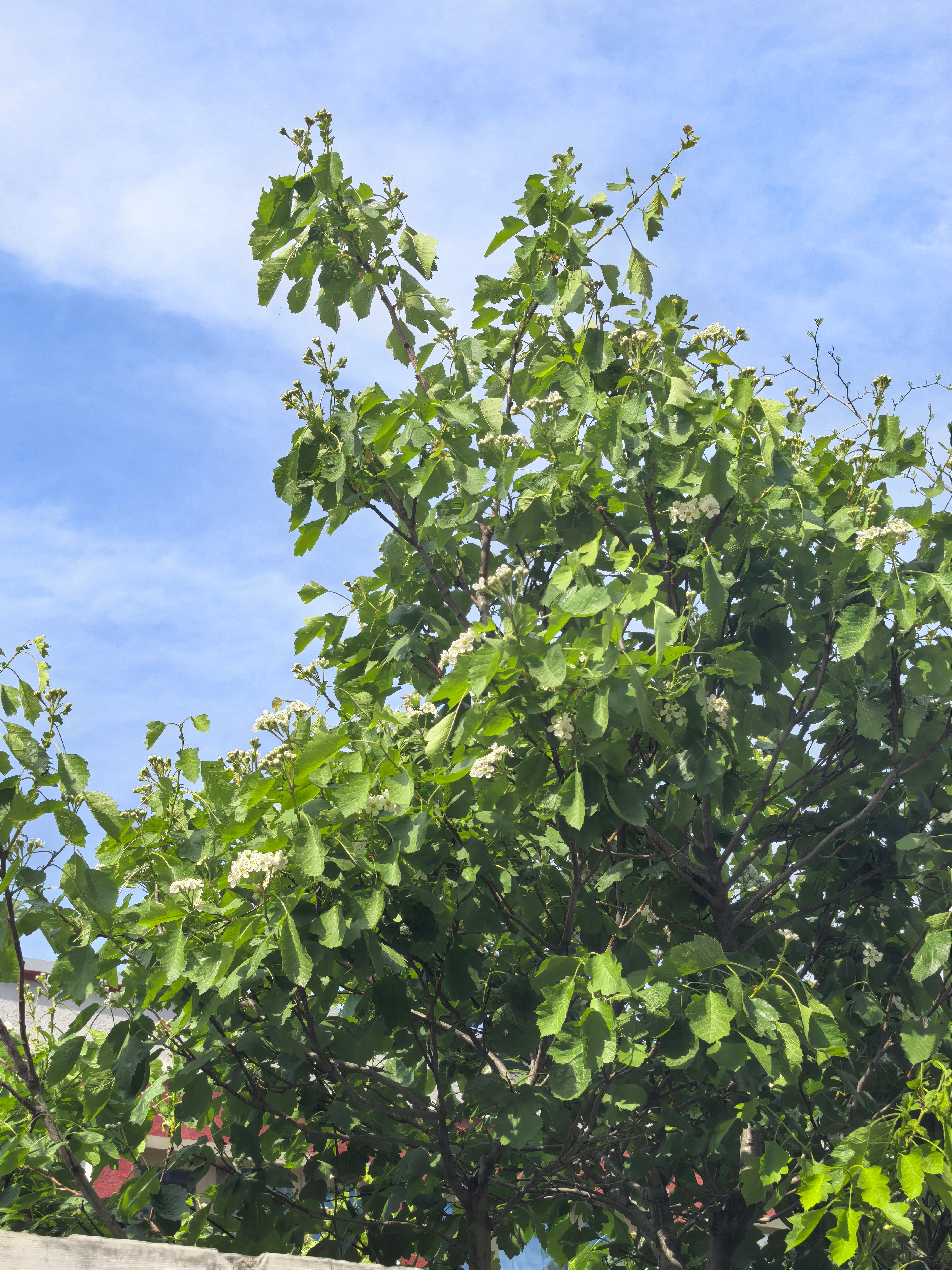 治愈系的蓝色天空是生活最好的解压方式多抬头看看，心情会好很多早安又是新的一天开始