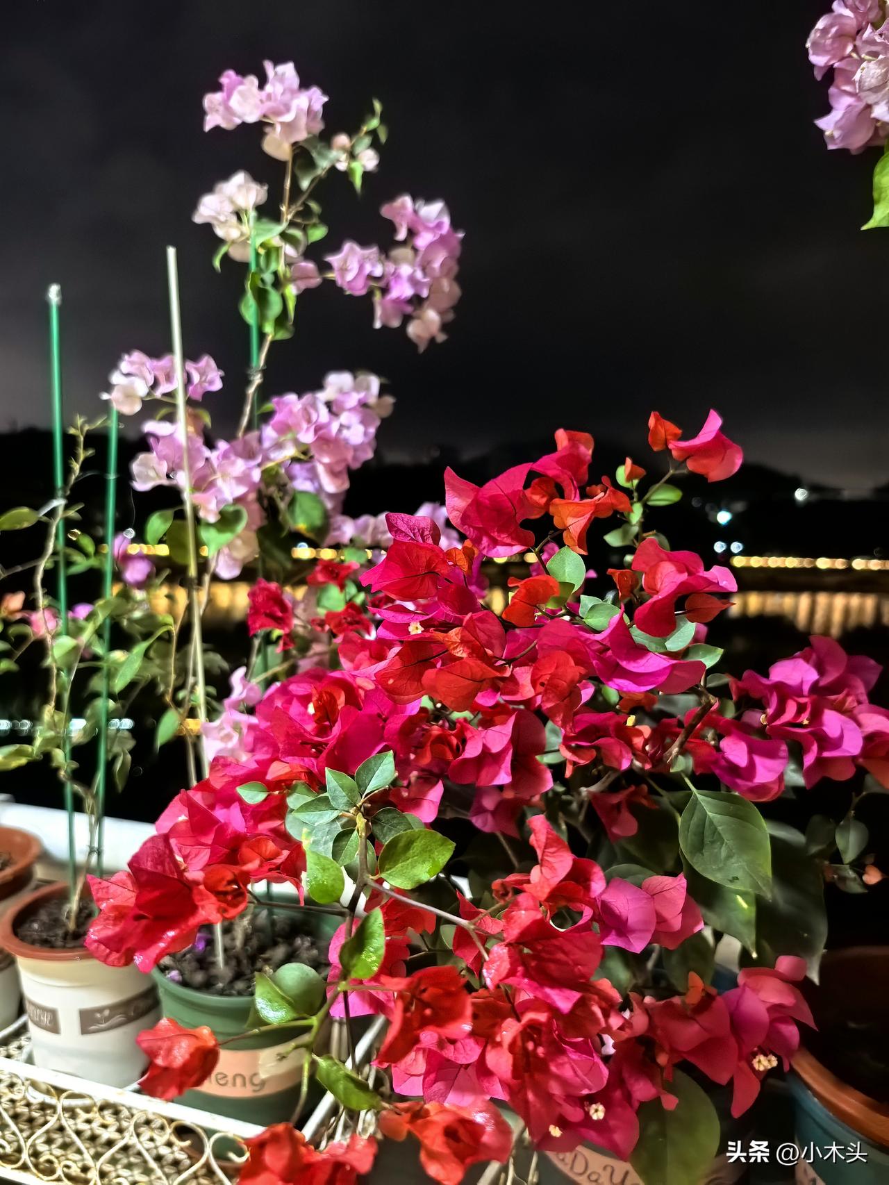 春暖花开[玫瑰][玫瑰][玫瑰]
整整两个月，忙于琐事，几乎忘了这些三角梅的存在