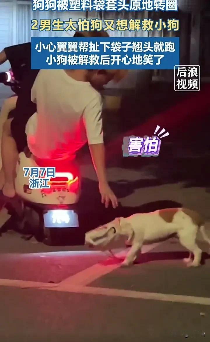 两个男生骑电动车时看见一只小狗被塑料袋套头，于是停下来想要帮助小狗拿掉塑料袋，让
