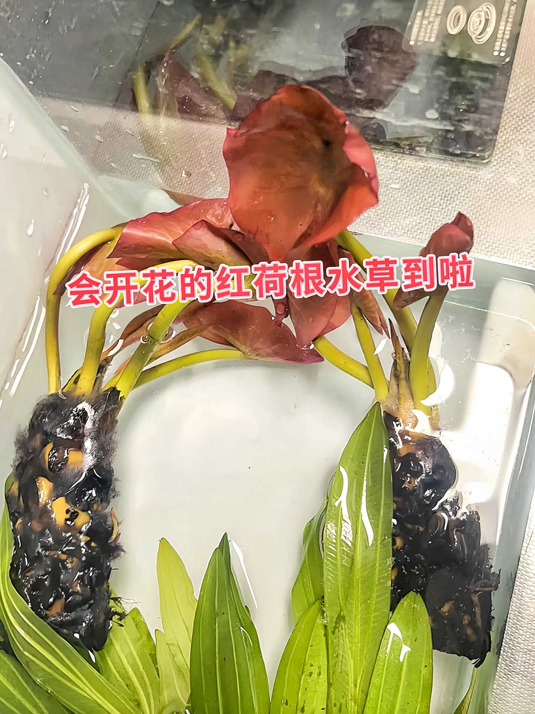 1. ，怕养不活水草？红荷根水草超强生命力堪称“水草界小强”！无需CO...