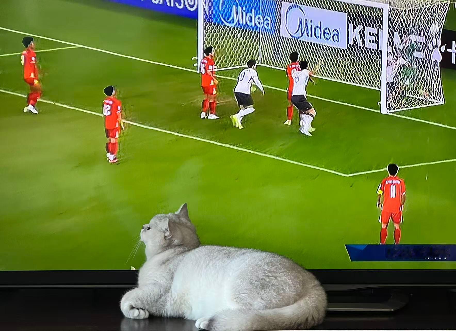 闪电⚡️的寂寞，改行了，伸懒腰，无精打采。