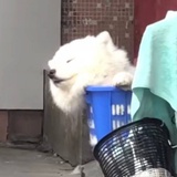 玉露热逛汽车