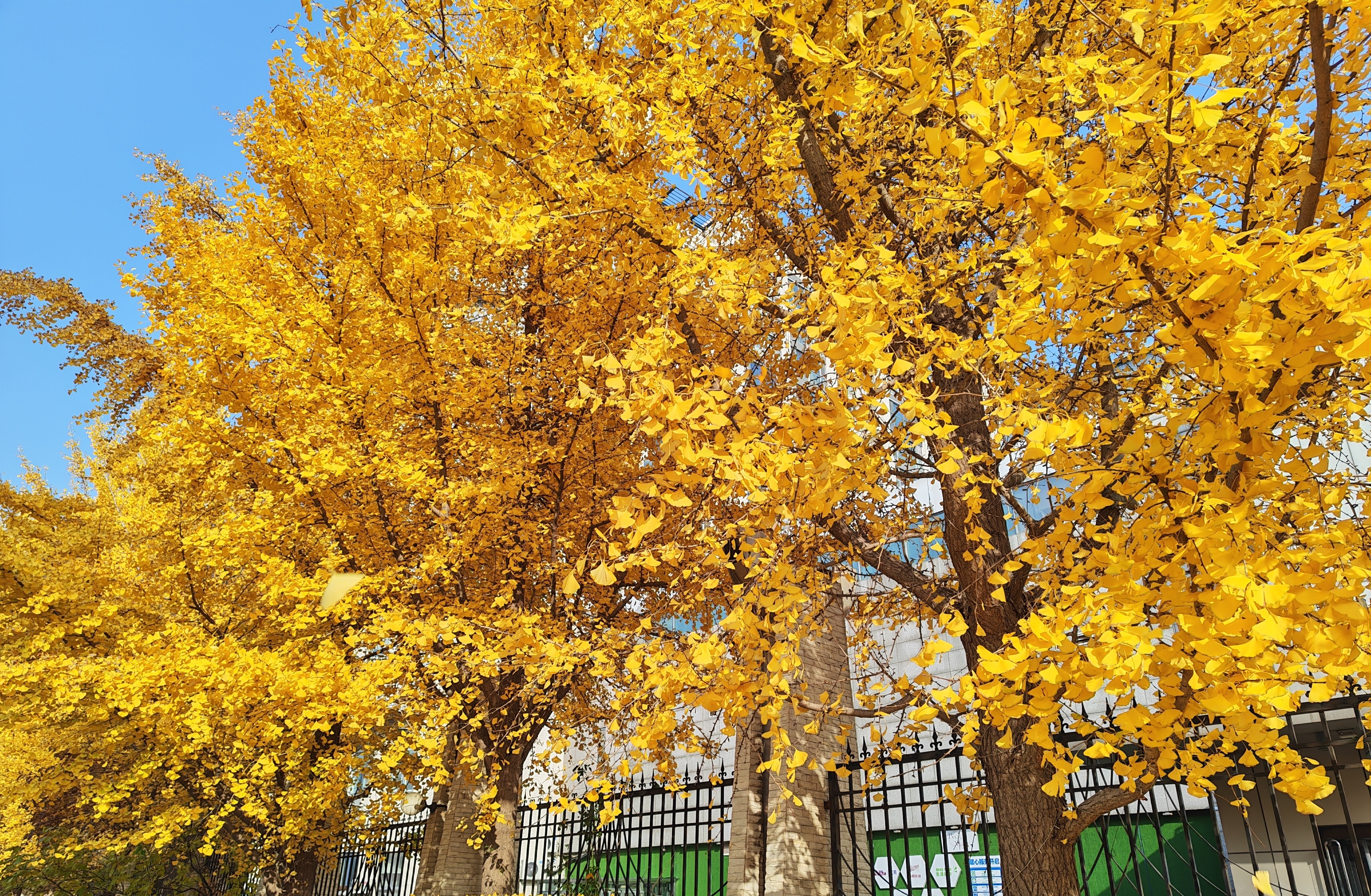 博君一肖[超话]       “下雪了”金黄色的那种[嘻嘻]🍁🍁🍁🍂🍂