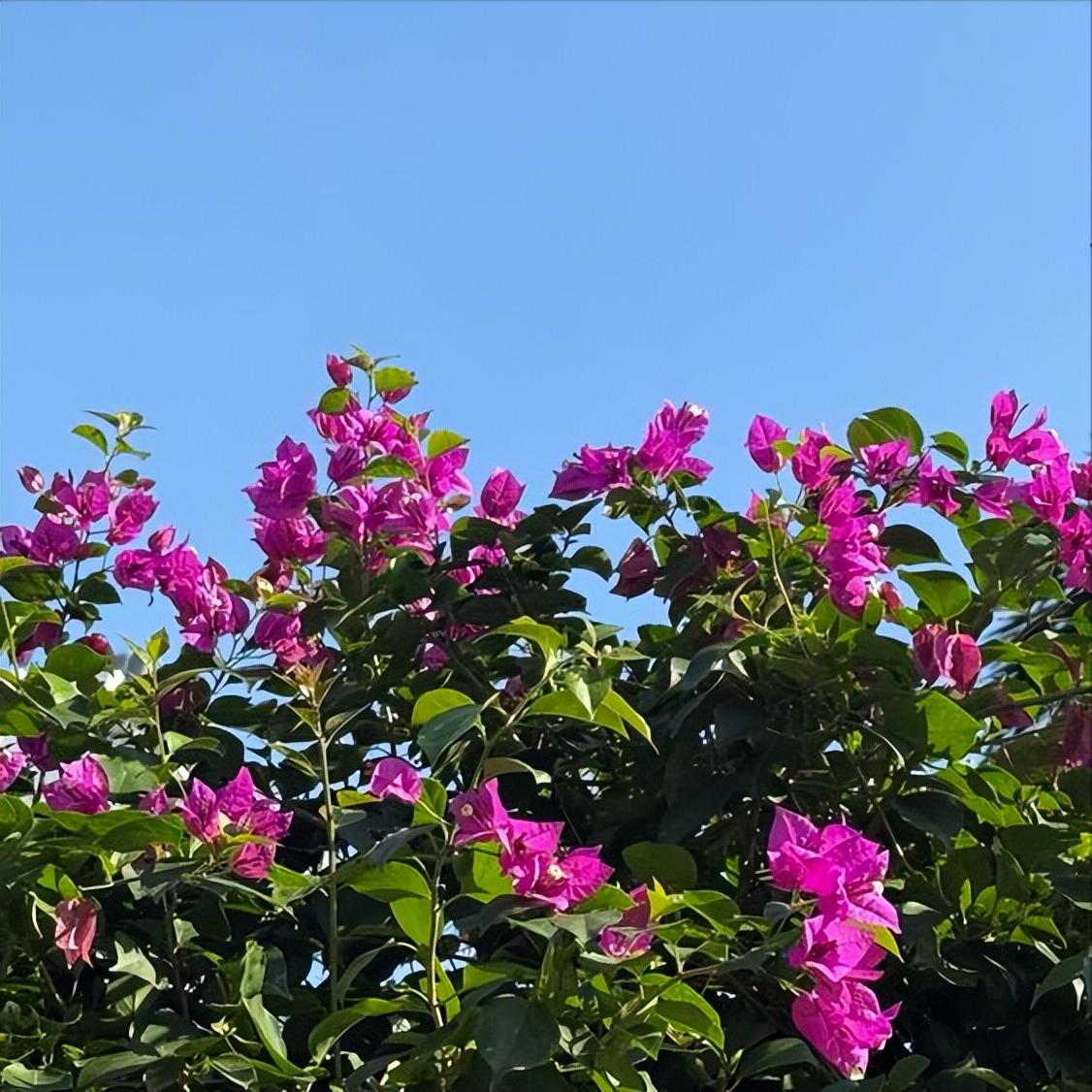 中法媒体聚焦成都都江堰
 
12月5日，中法媒体聚焦成都都江堰，因为都江堰迎来了