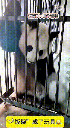 哎呀妈呀老铁们，咱国宝熊猫也太有意思啦！一到饭点肚子饿得咕咕叫，拿着小盆哐哐敲笼