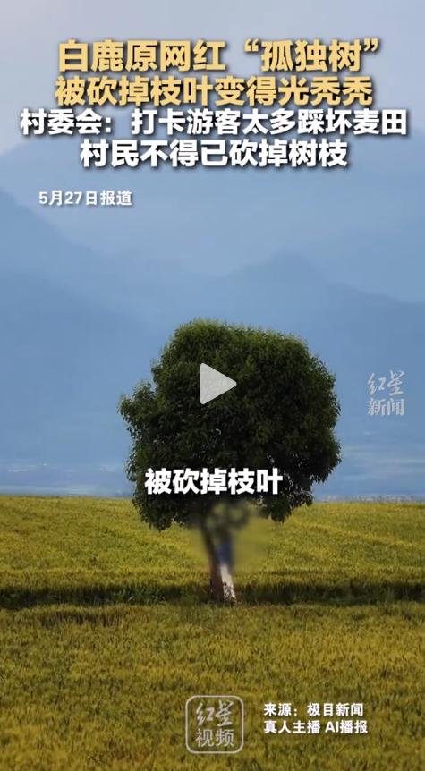 “有流量不会用，活该穷一辈子”！白鹿原“孤独树”被砍后，评论区一句话戳破了多少人