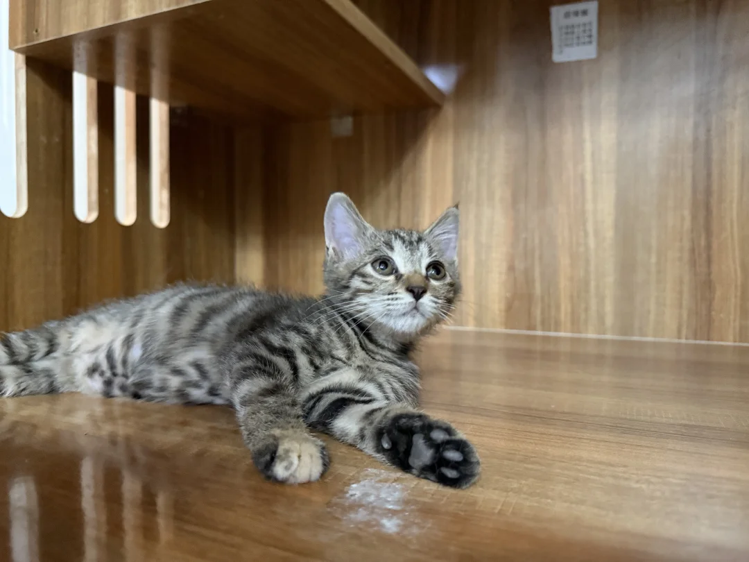大足流浪小奶猫找领养
