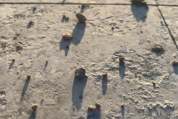 突然发现现在头条标题党们最爱用的一句话：事由+“最恶心的一幕出现了”。无论什么事