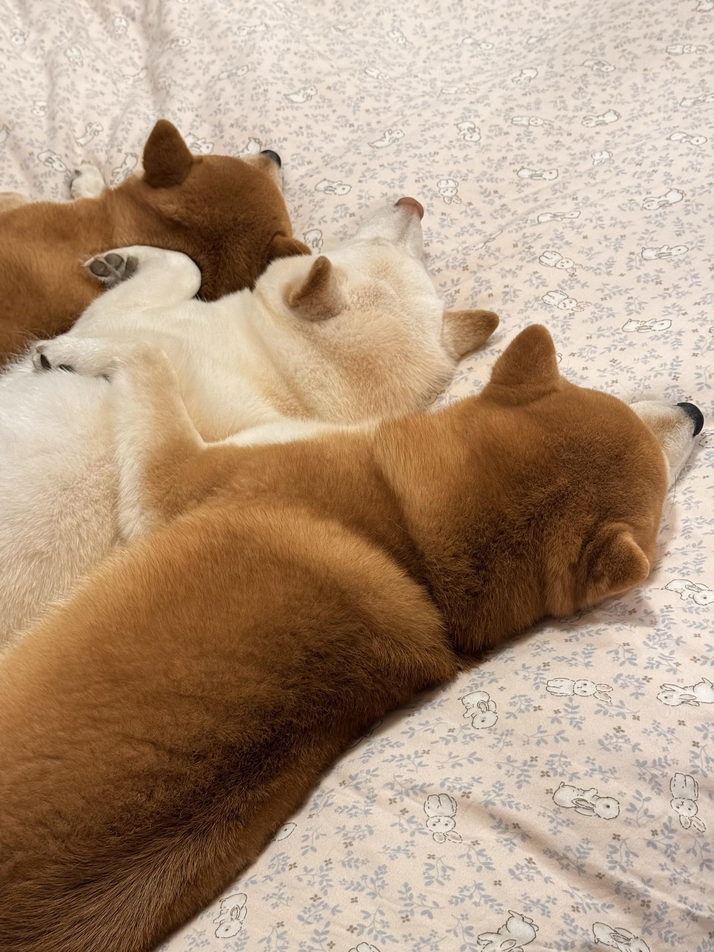 向左 侧身 半躺