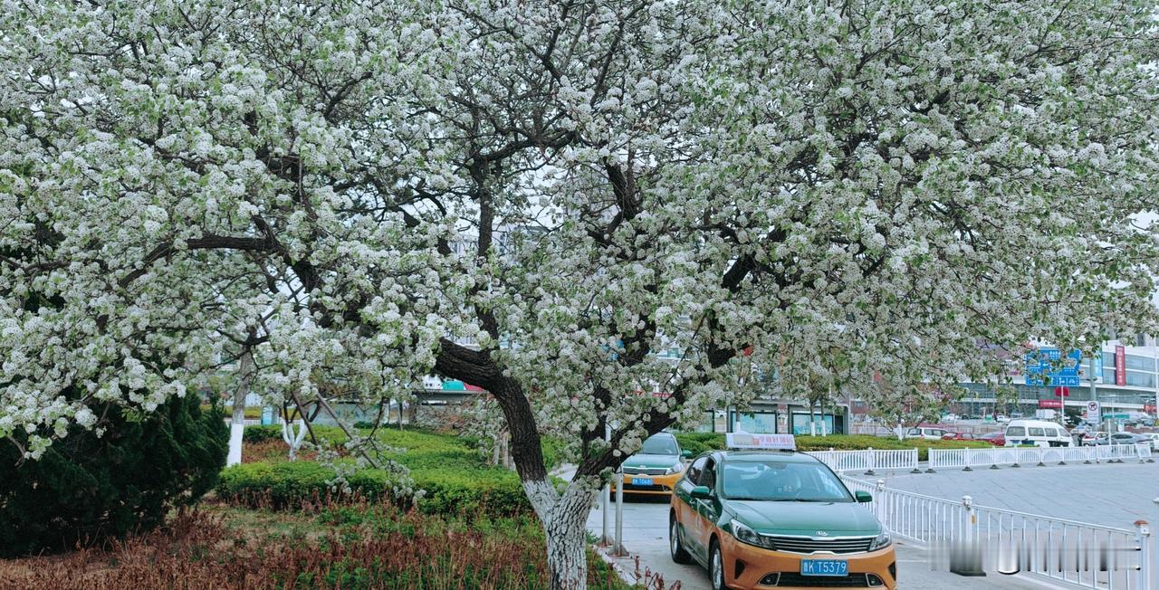 晒图笔记大赛梨花开得正盛时，满树洁白如雪，在春风的轻抚下微微颤动，散发出若有若无