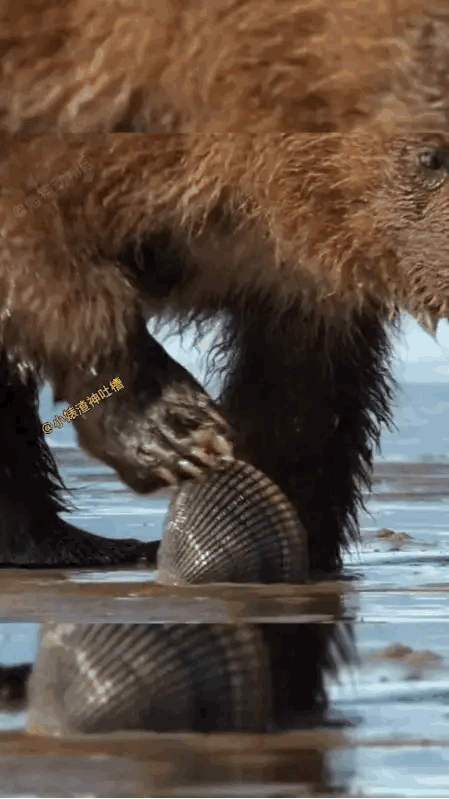 这熊都拿着最新款的宝宝，
绝对是全熊最靓的熊。