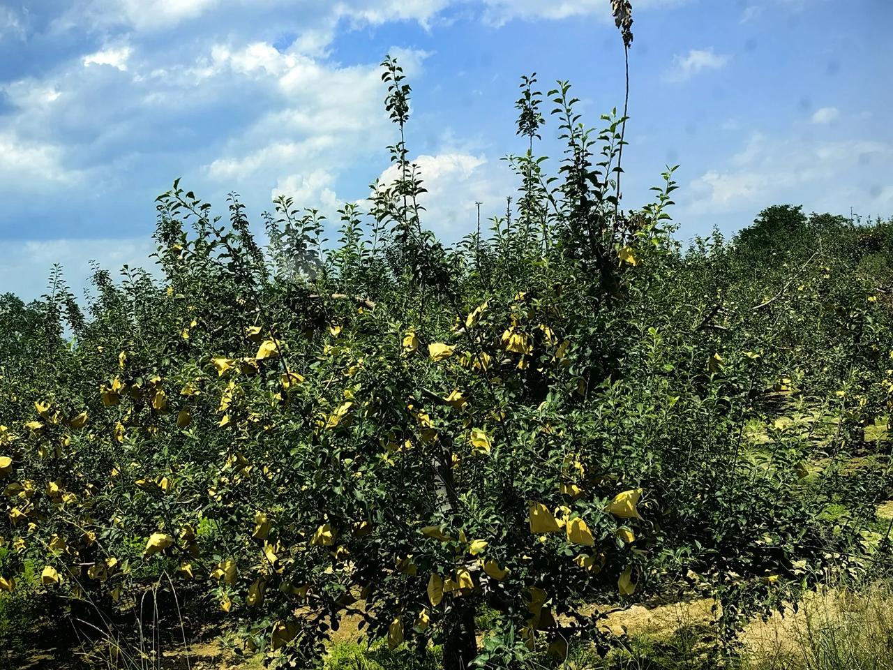 陕西的苹果为什么贵，你知道原因吗？这次避暑游陕北，沿黄河观光公路一路前行，从华山