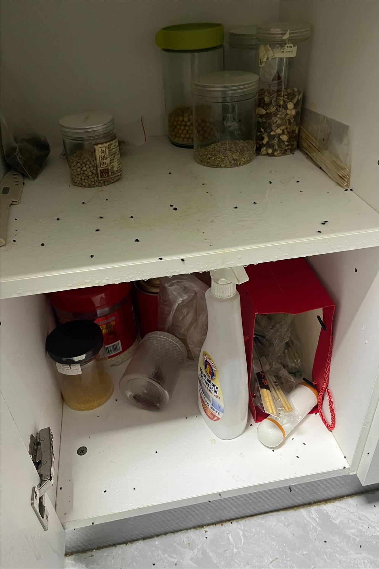 太恶心了，早上本来是准备去冲一杯咖啡，想去厨房拿一根一次性筷子，没想到打开柜门一