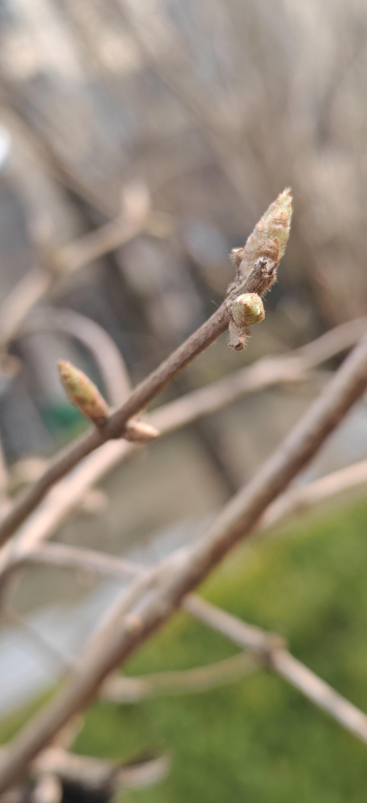小咕嘟刚刚露出角
     喻示春天来了