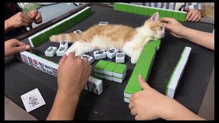 瞅这只小橘猫，跟着主人来打牌，直接蜷在麻将桌上呼呼大睡。牌局进行中，主人们挪牌、
