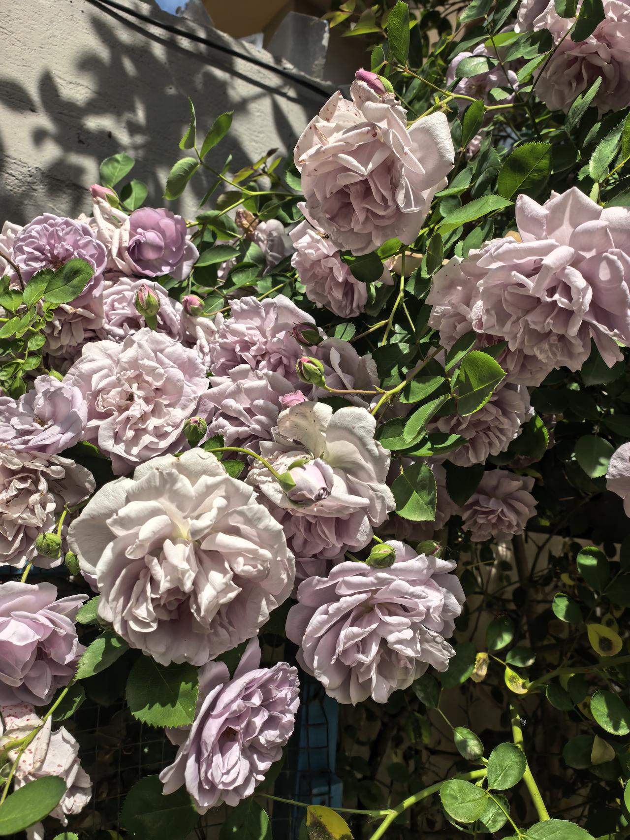 小院子里的一棵月季，几年前从洛阳花卉市场买来种在小院子里，不知道是什么品种？今年