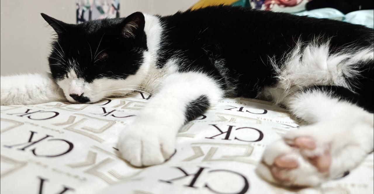 人：“终于回家了！见到了小奶十分想念呀！”奶：daily奶牛猫 （投稿：） 
