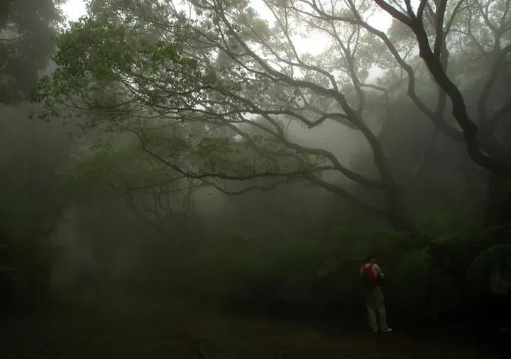 雾中诗行
 
在平仄的丛林里徘徊
韵脚如迷路的蝶
那片朦胧 是心中的雾霭
每一句