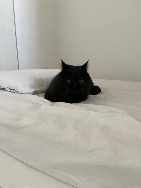 🐈⬛..cr：kuku.diary_ 