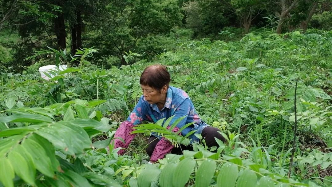 丽水松阳深山黄精管护正当时慢下来，才懂松阳的好🍃。这里的黄精要在油茶林下睡足四