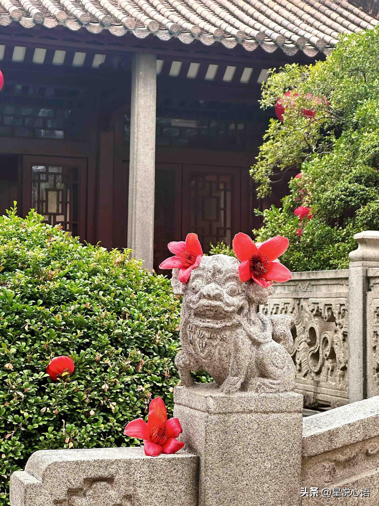 在广州拍到小狮子戴木棉花，可可爱爱
广州农讲所的春日美好，木棉花开得正盛，
红墙