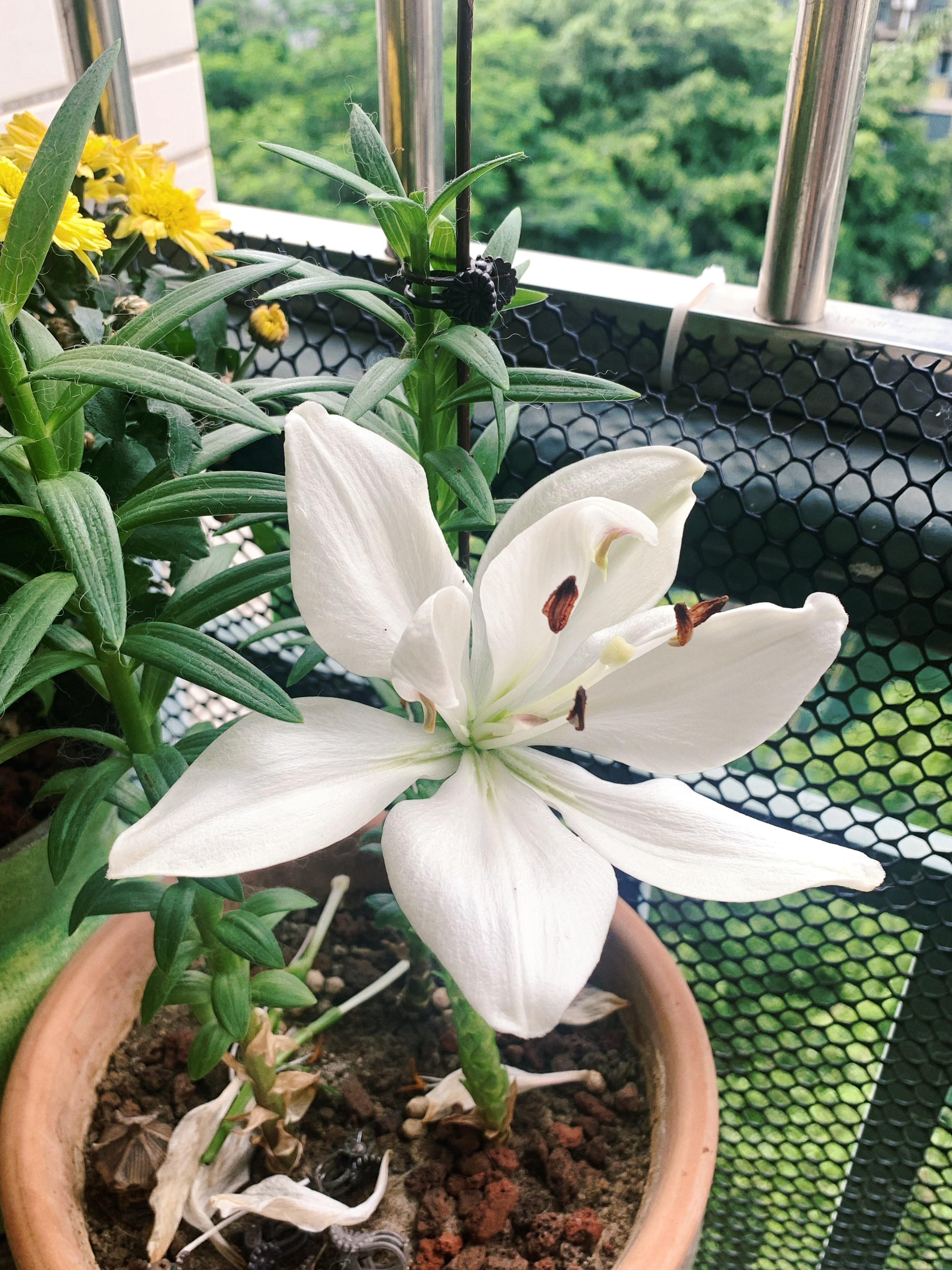 5月底种到现在今天看到开了最后一朵花就这样结束了吗？ 