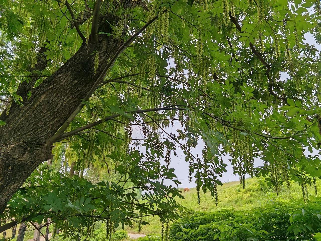 云梦府河大堤枫杨盛景 。云梦县隔蒲潭镇鞠堤村府河大堤旁，成排的枫杨正展露着夏日生