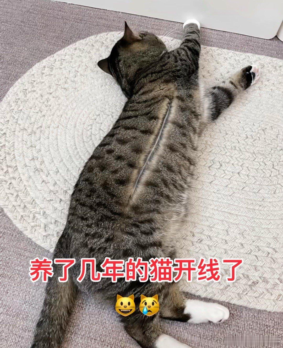 养了几年的猫开线了🙀 ​​​