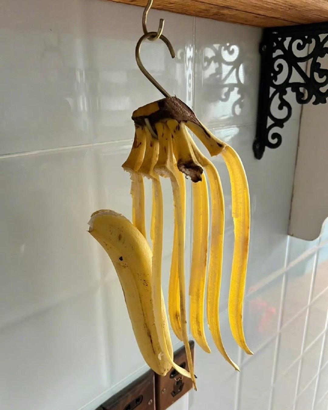 谁说香蕉得挂着