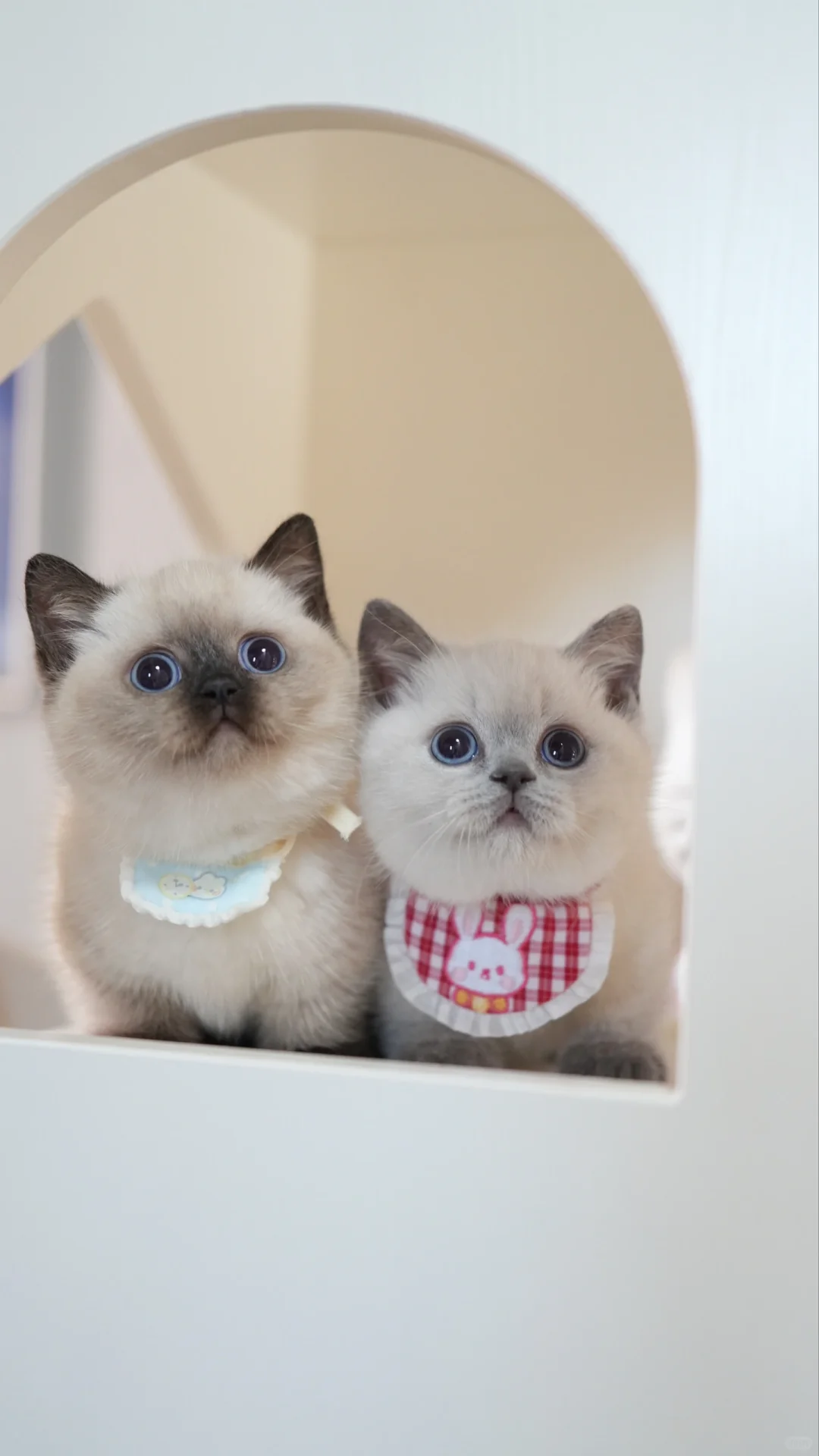 陪你可可爱爱 重点色矮脚猫