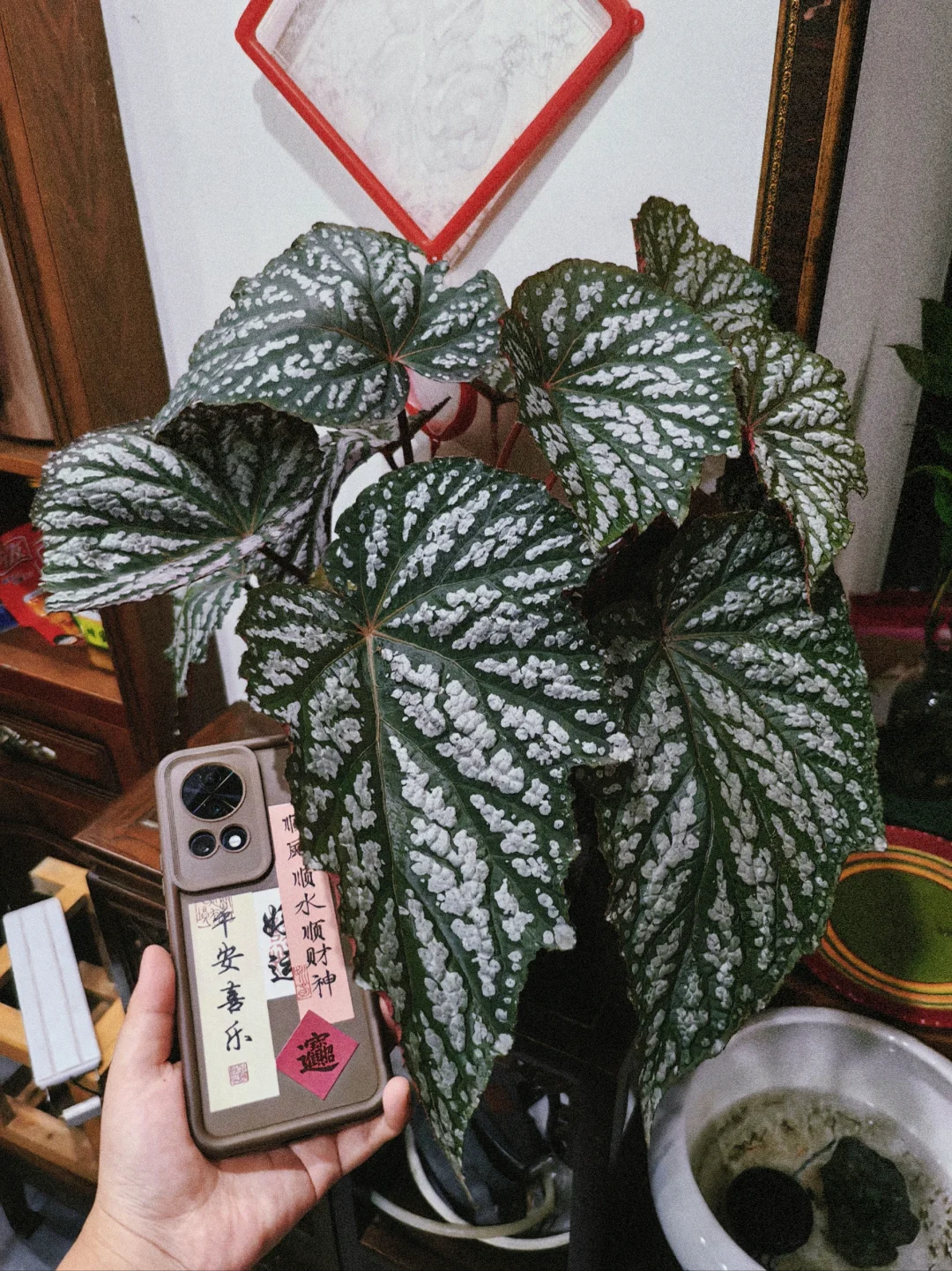 老妈养的伊丽莎白秋海棠