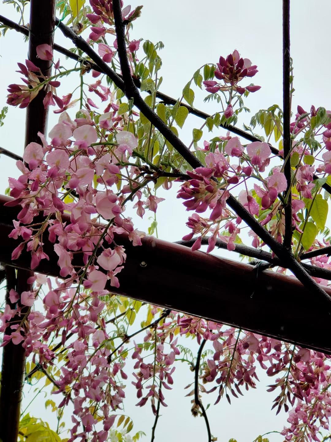 每一朵盛开的花就像是一个小小的张满了的帆，帆下带着尖底的舱，船舱鼓鼓的；又像一个