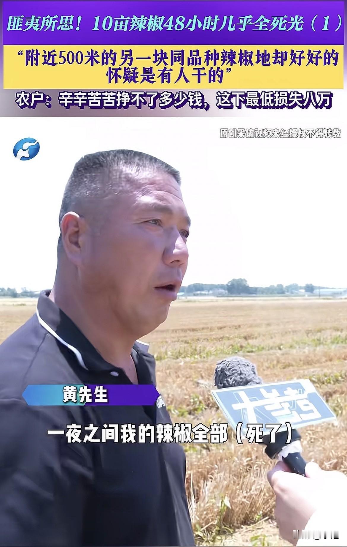 河南开封那十亩辣椒，有后续了。

活了。

农业中心的去了，农业农村局的专家也去