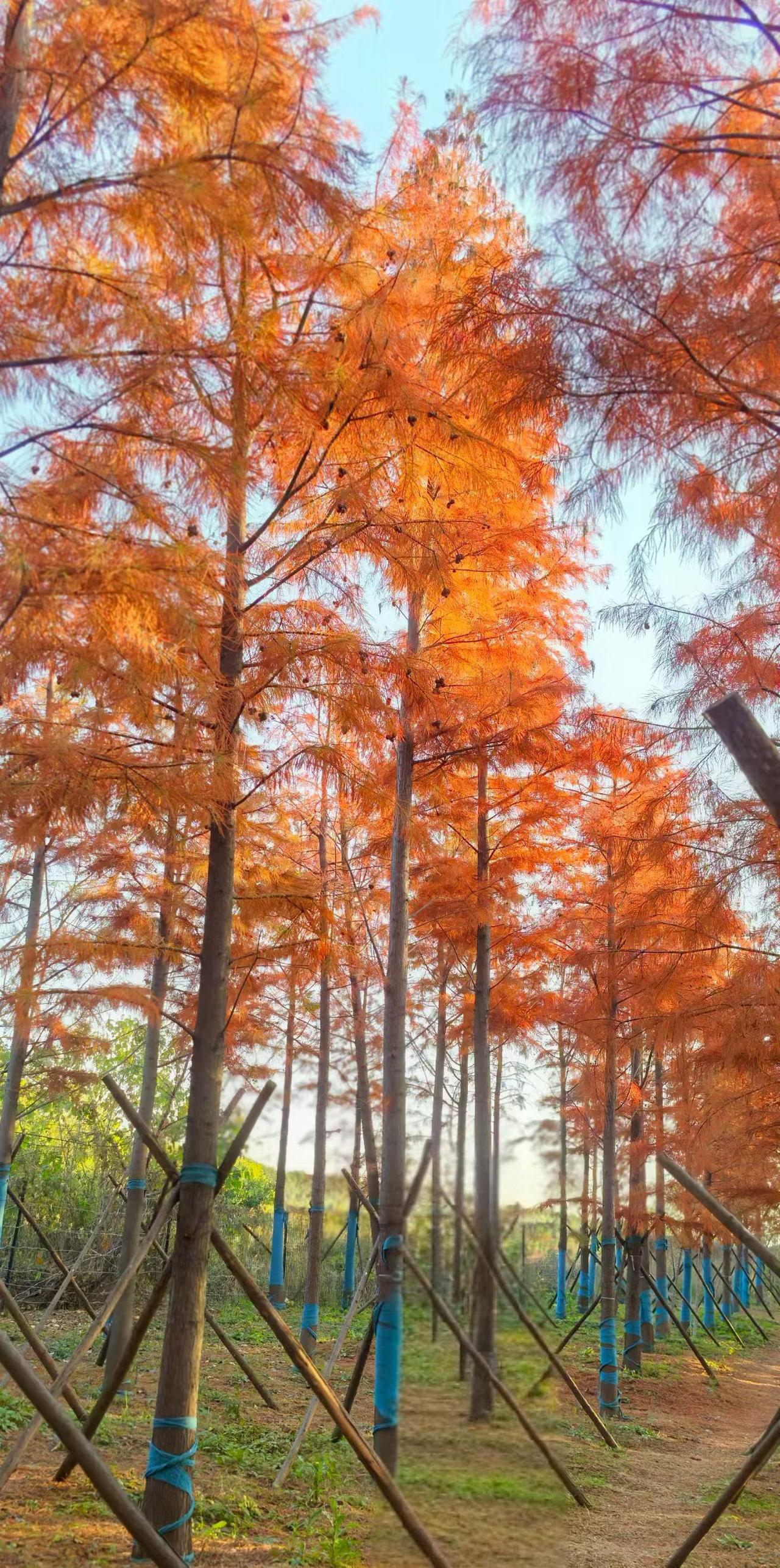 四季有轮回，生命却只有一次。

四季流转，春去秋来，花谢了再开。

生命却是一支