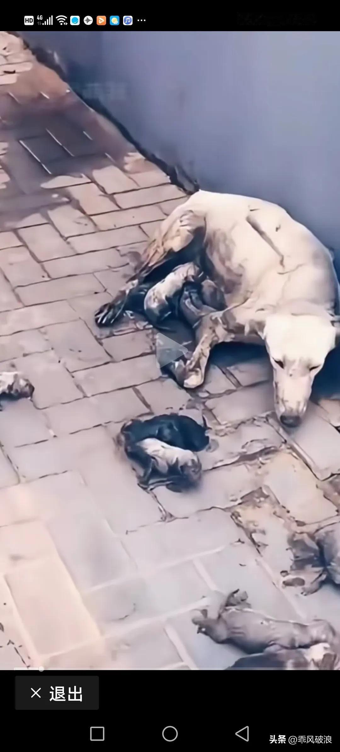 流浪狗在墙角产崽，先生出来的小狗崽从妈妈身边爬开后找不到妈妈的怀抱，扫地阿姨帮忙