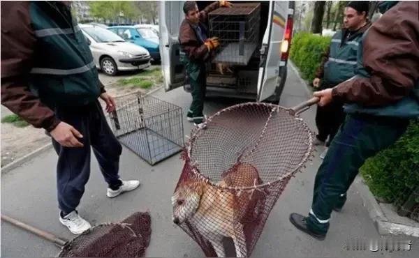 你支持捕捉流浪狗吗？“治理狗患，刻不容缓，泱泱大国，以人为本，坚决捕捉流浪狗。”