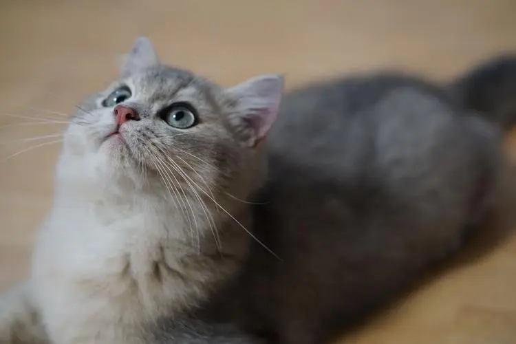 #淘宝回应摇猫参赛# 俺家虽然没养猫猫，但是小区里有许多可爱小猫咪，哈哈哈我替小