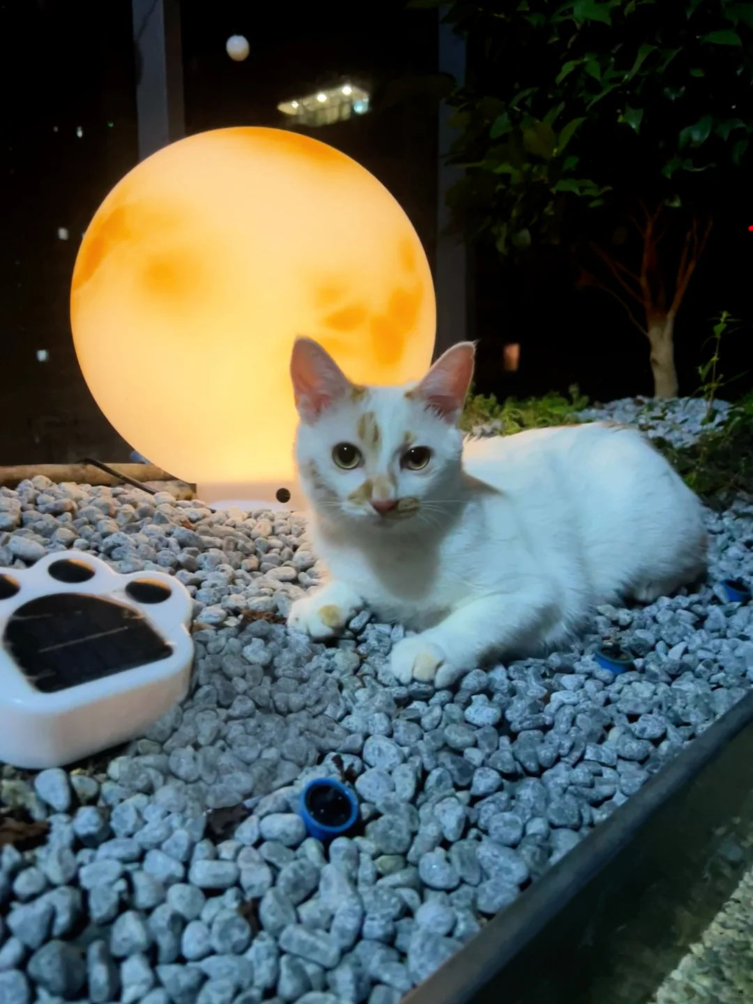 小狗小猫也和月亮合照啦🌝