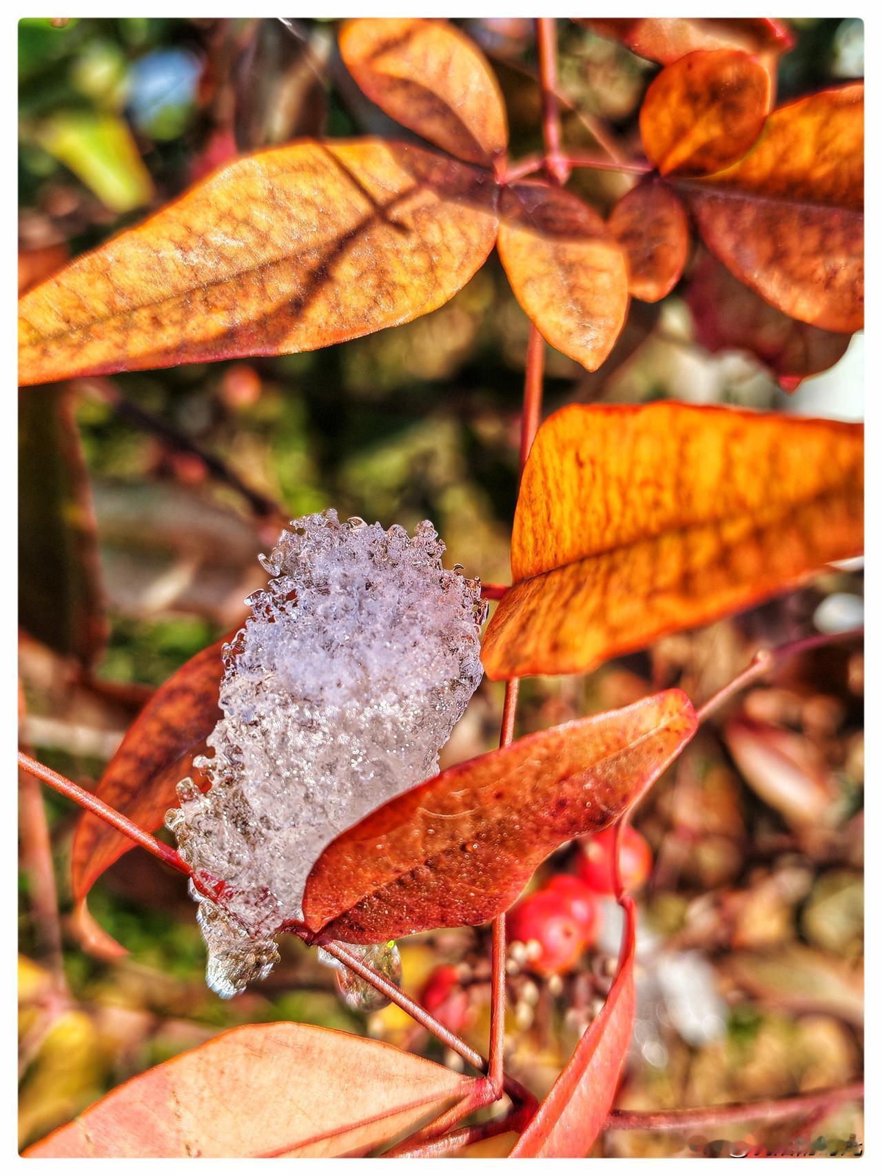昨天的雪几乎融化殆尽，向阳处只有几点残雪稀疏地蜷缩在枝叶上，显得孤独而无奈，随着