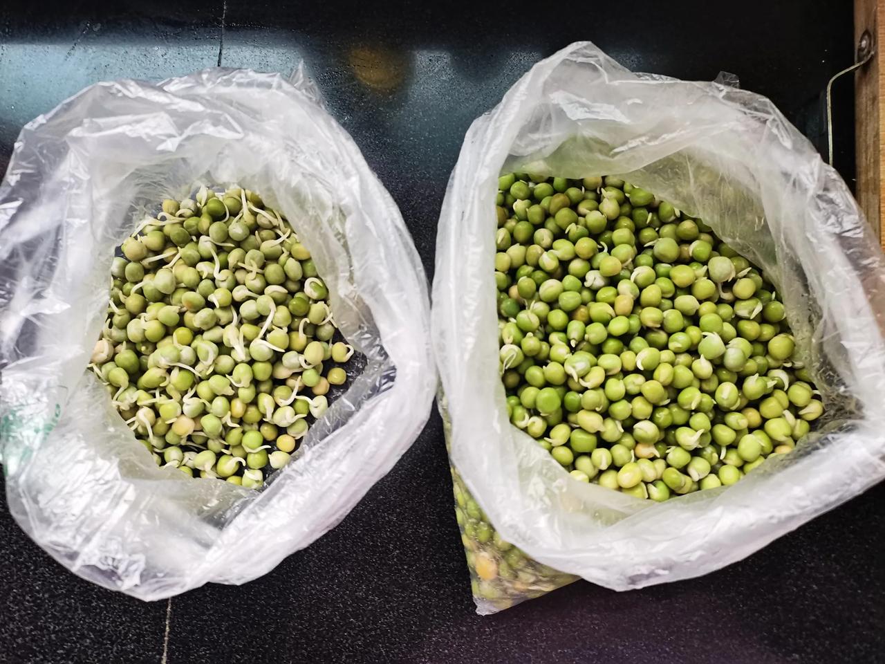 今天又独自完成了一件大事！

自从前几天去买了蚕豆豌豆种子回来以后，就一直竭尽全
