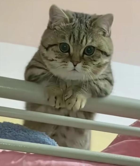 太可爱了猫猫！
这是在网上刷到的，大学生宿舍养大的猫咪，每天乖乖的等着孩子们回来
