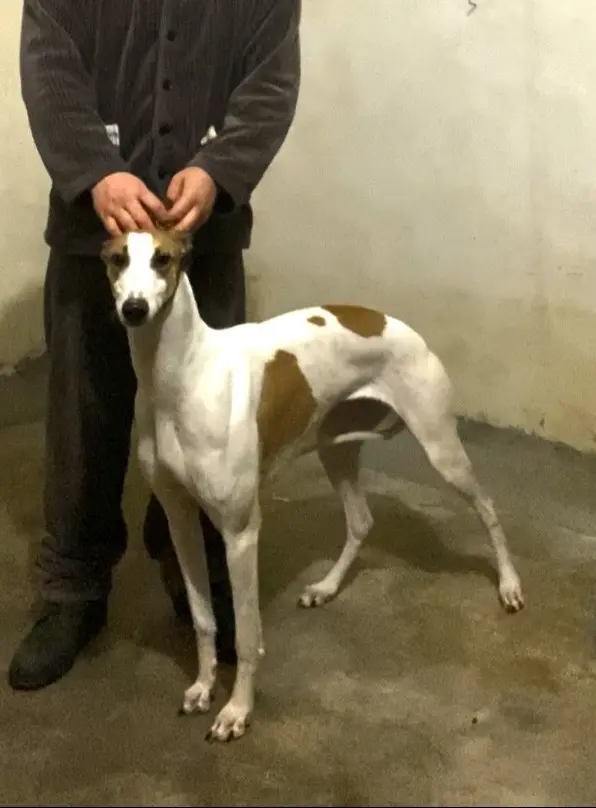 实战顶级爱犬 风暴