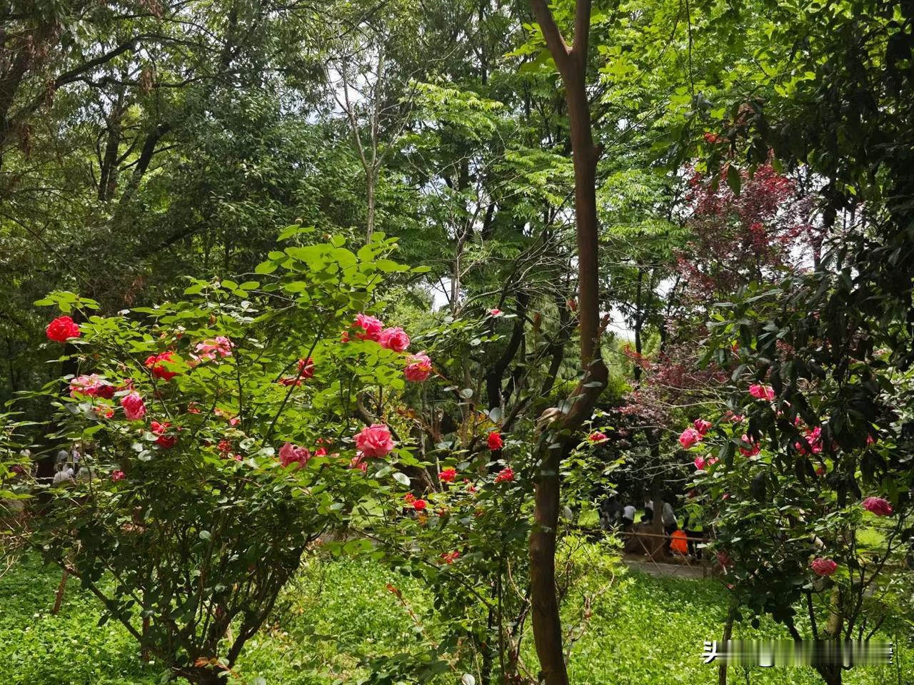 晒图笔记大赛 花园里那绽放的玫瑰，真的浪漫又宁静。看着娇艳的玫瑰携着晨露悄然盛开