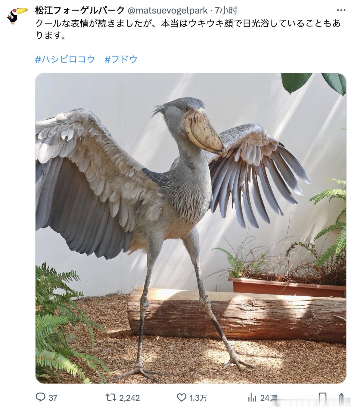 虽然呆头鸟平常都一脸冷酷，但其实也有兴高采烈晒太阳的时候。 海外新鲜事  X:松