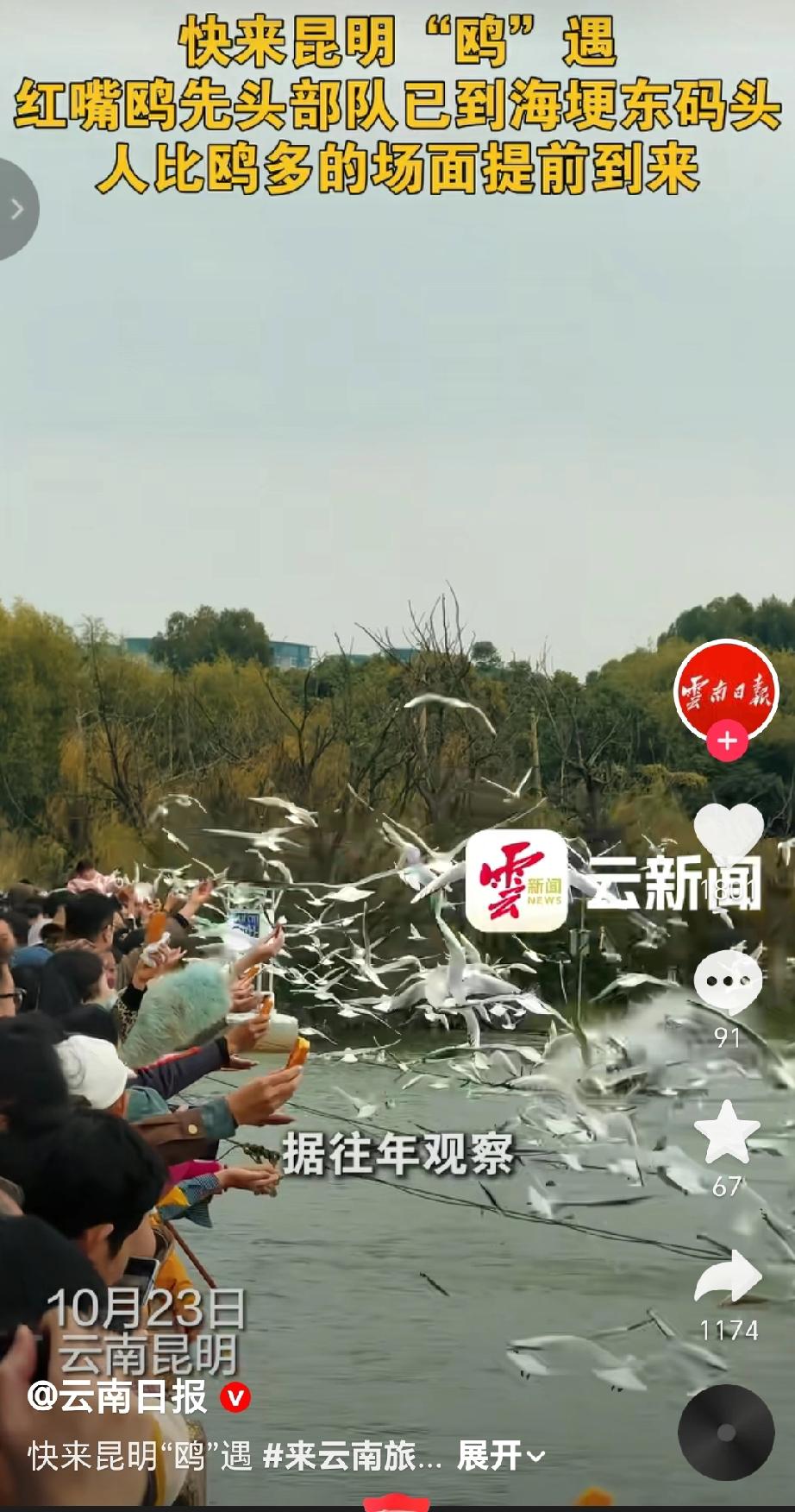 近期在昆明海埂东码头的红嘴鸥景观台上，红嘴鸥的先头部队已抵达，现场有大量游客围观