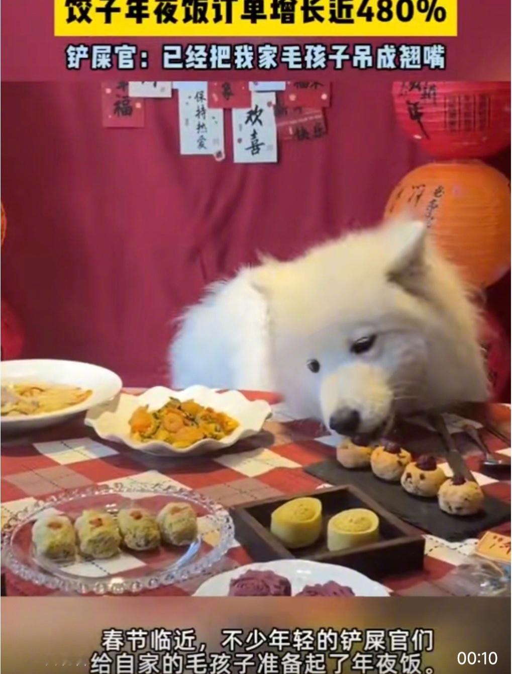 宠物饺子年夜饭订单增长近480%  江浙沪人最舍得给宠物买年夜饭 宠物年夜饭现在
