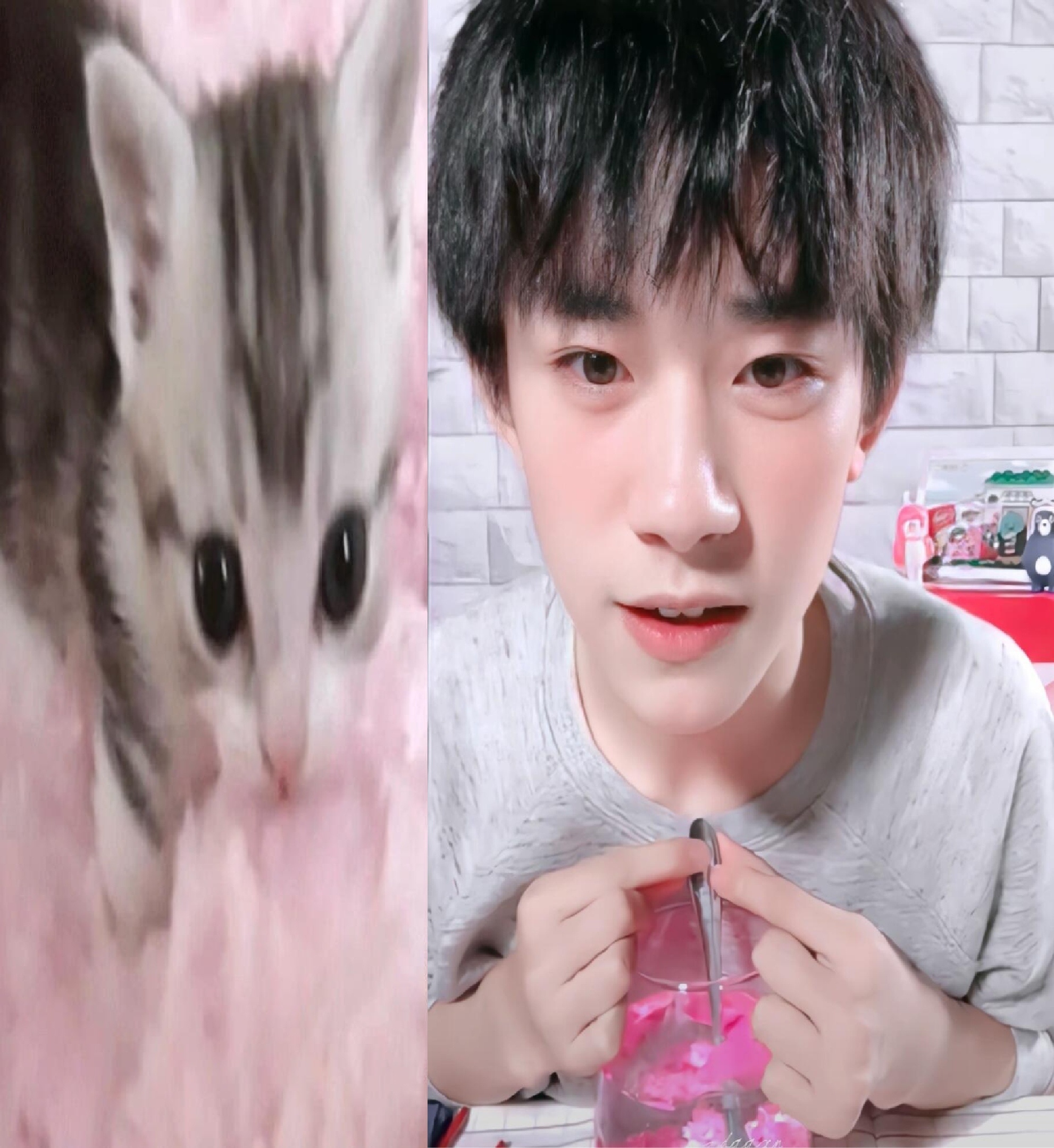 欺负一只扁扁的猫？？？ 